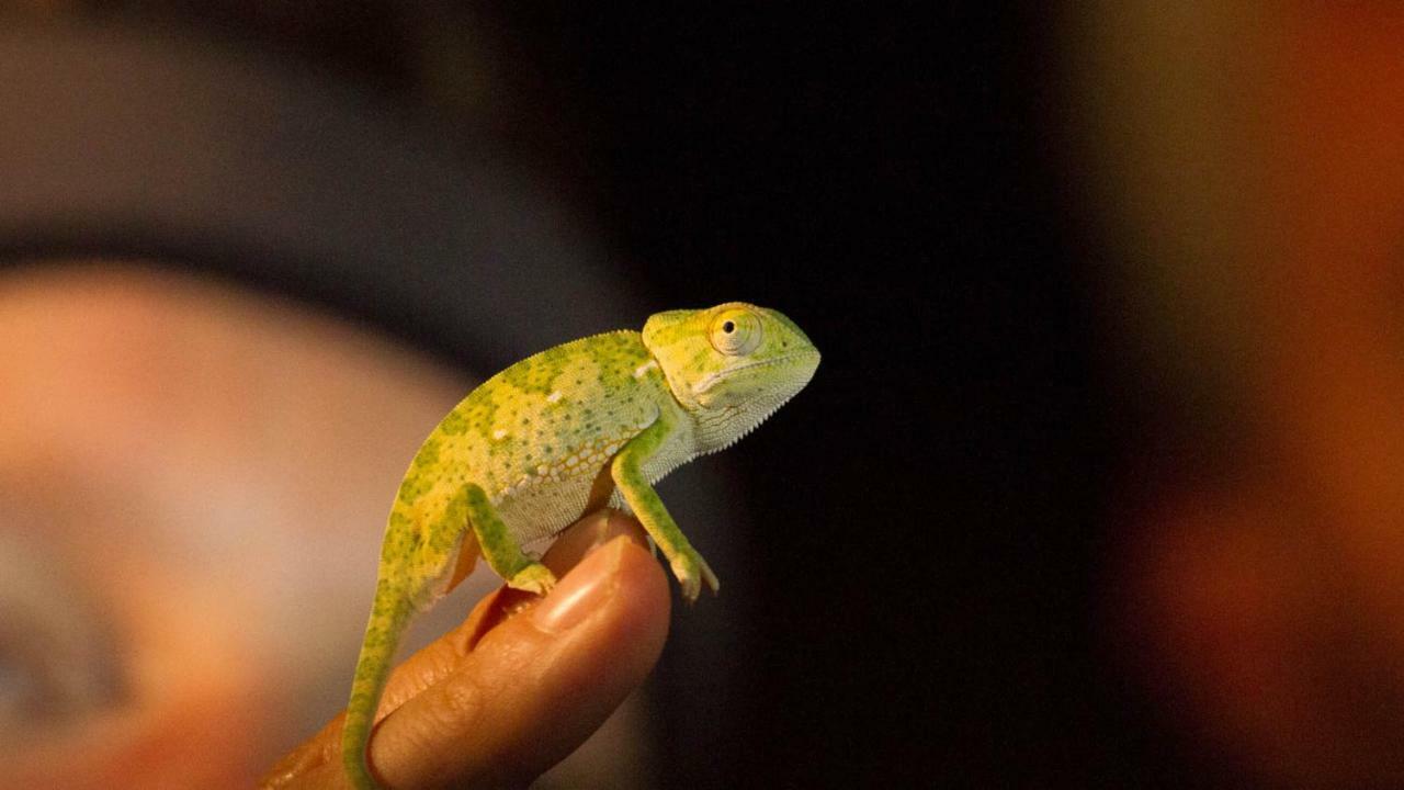 ホテル Kwalucia Private Safari Retreat Saint Lucia Estuary エクステリア 写真