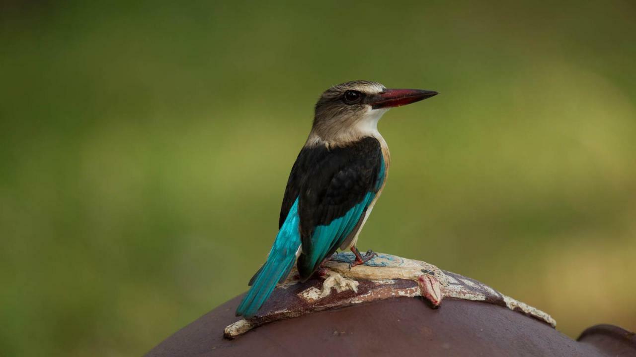 ホテル Kwalucia Private Safari Retreat Saint Lucia Estuary エクステリア 写真
