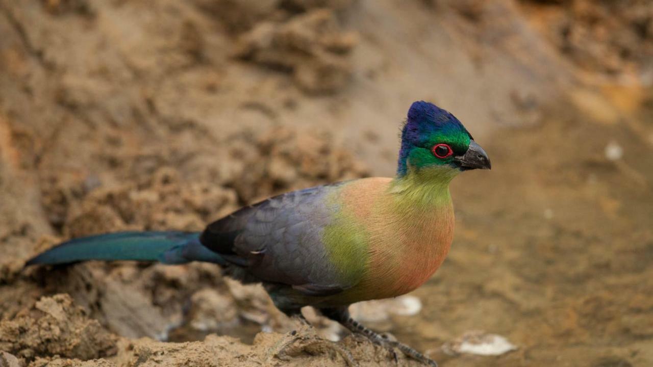 ホテル Kwalucia Private Safari Retreat Saint Lucia Estuary エクステリア 写真
