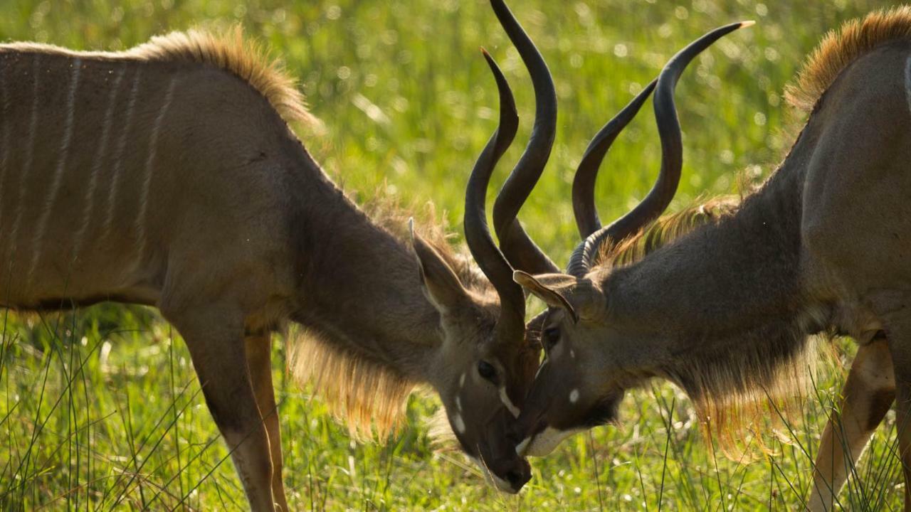 ホテル Kwalucia Private Safari Retreat Saint Lucia Estuary エクステリア 写真