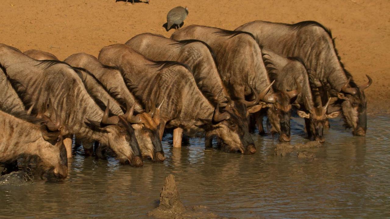 ホテル Kwalucia Private Safari Retreat Saint Lucia Estuary エクステリア 写真