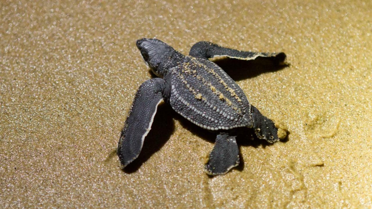 ホテル Kwalucia Private Safari Retreat Saint Lucia Estuary エクステリア 写真