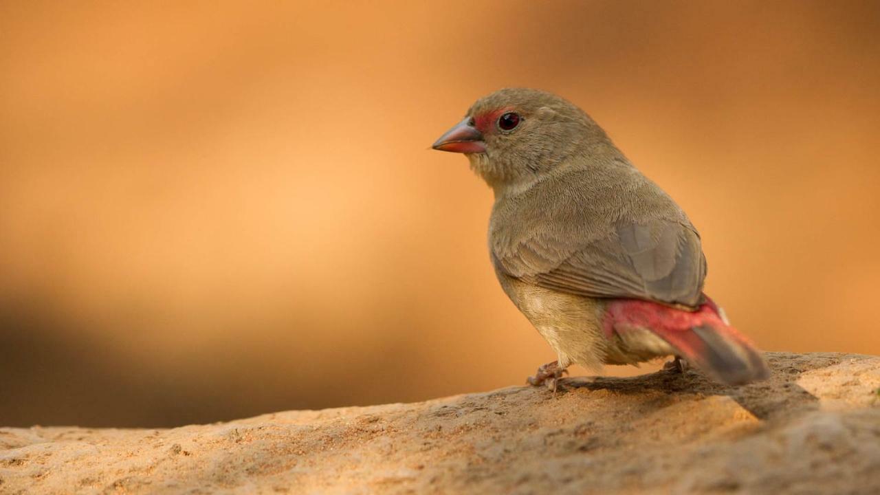 ホテル Kwalucia Private Safari Retreat Saint Lucia Estuary エクステリア 写真