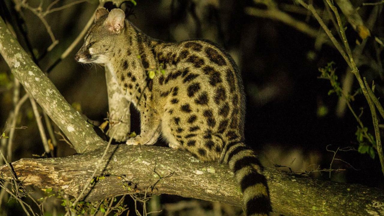 ホテル Kwalucia Private Safari Retreat Saint Lucia Estuary エクステリア 写真