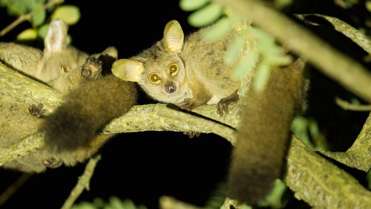 ホテル Kwalucia Private Safari Retreat Saint Lucia Estuary エクステリア 写真