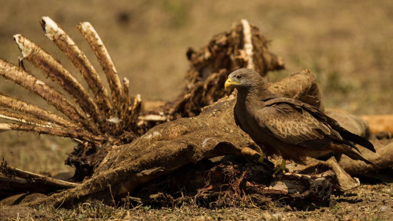 ホテル Kwalucia Private Safari Retreat Saint Lucia Estuary エクステリア 写真