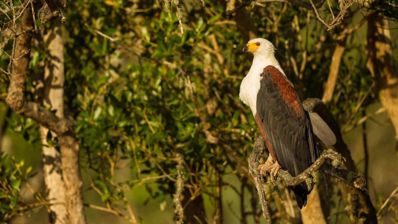 ホテル Kwalucia Private Safari Retreat Saint Lucia Estuary エクステリア 写真