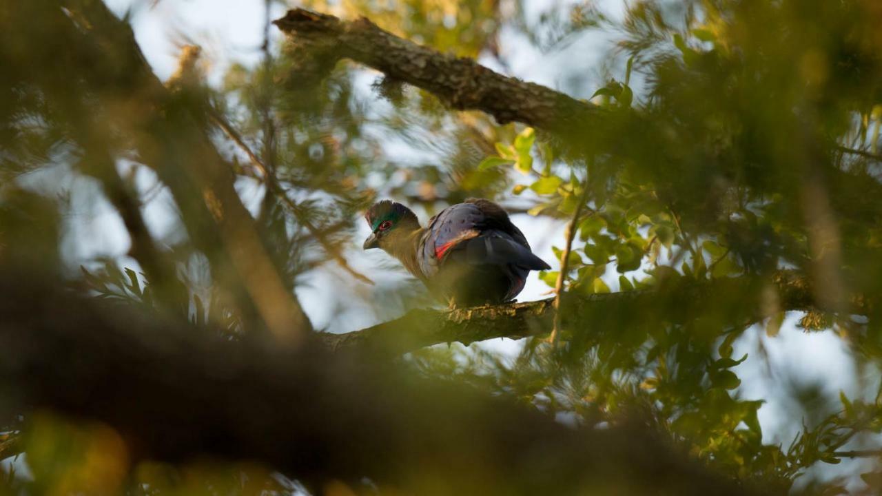 ホテル Kwalucia Private Safari Retreat Saint Lucia Estuary エクステリア 写真