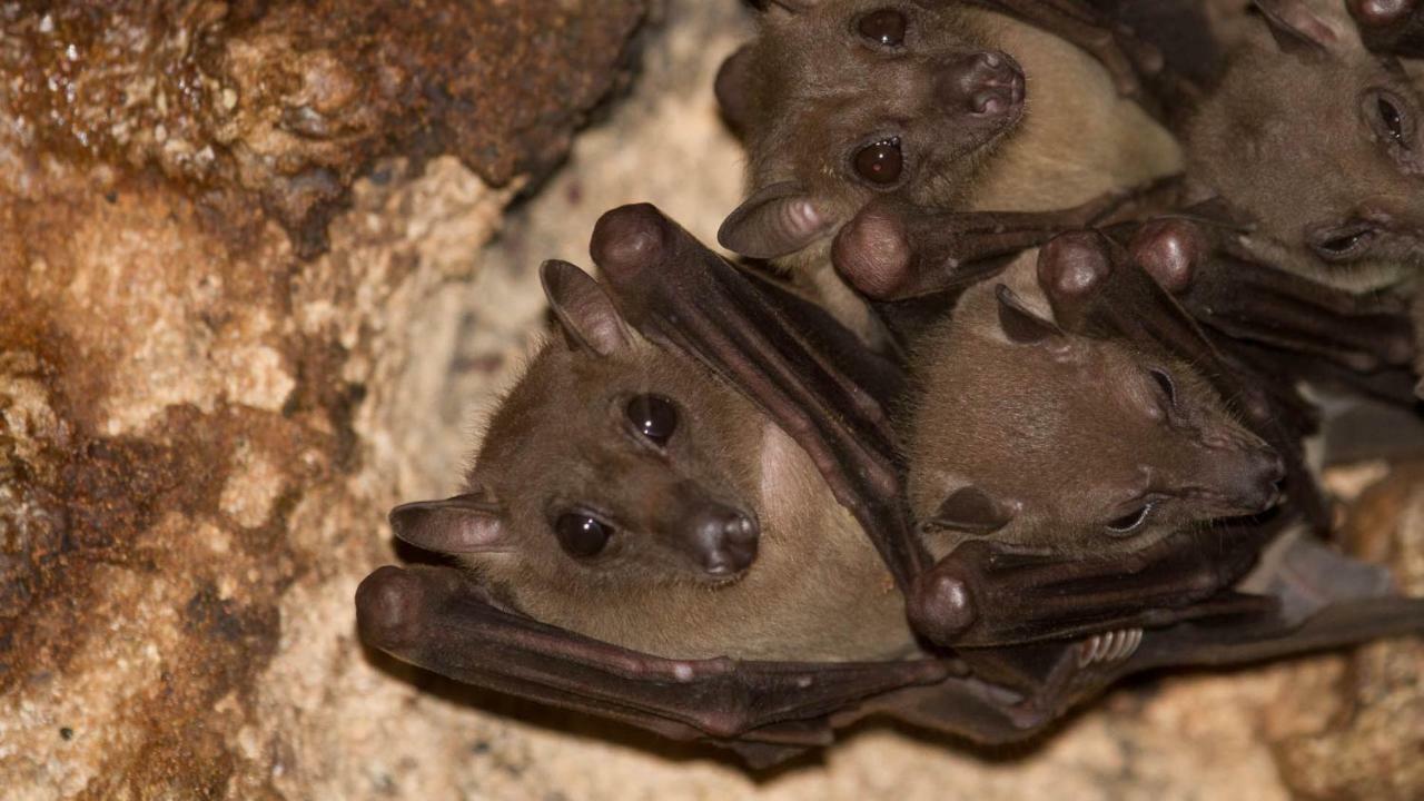 ホテル Kwalucia Private Safari Retreat Saint Lucia Estuary エクステリア 写真