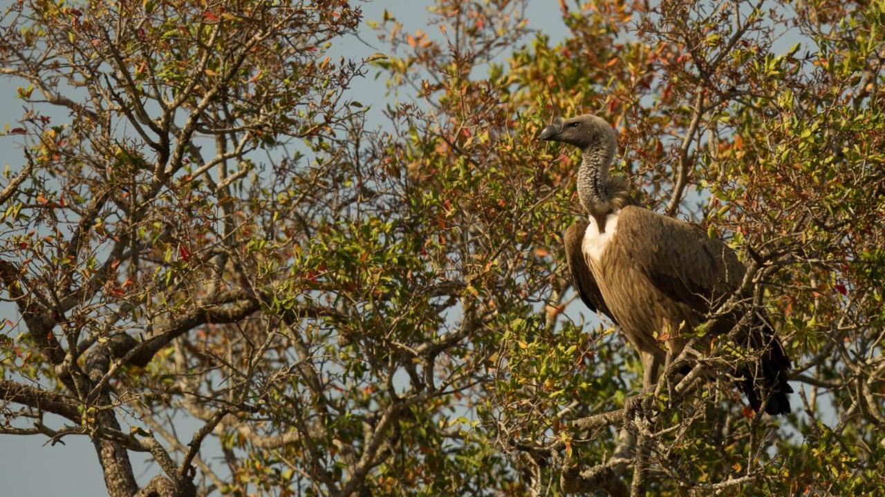 ホテル Kwalucia Private Safari Retreat Saint Lucia Estuary エクステリア 写真