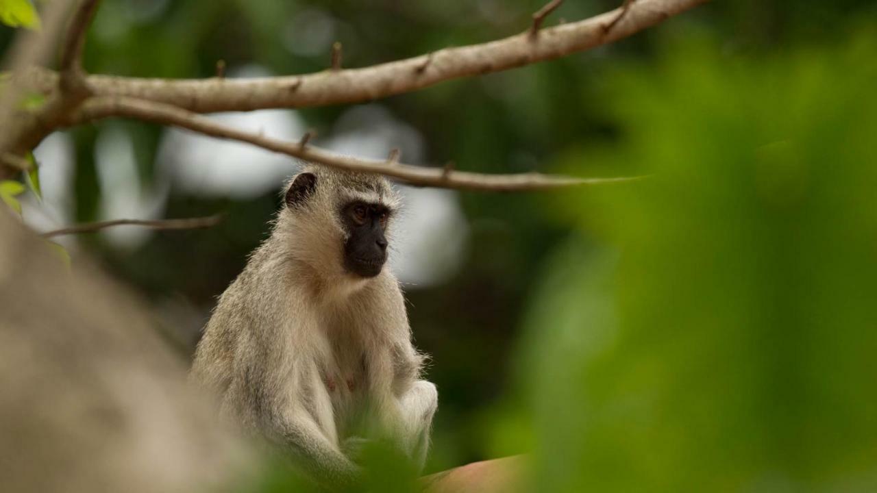 ホテル Kwalucia Private Safari Retreat Saint Lucia Estuary エクステリア 写真