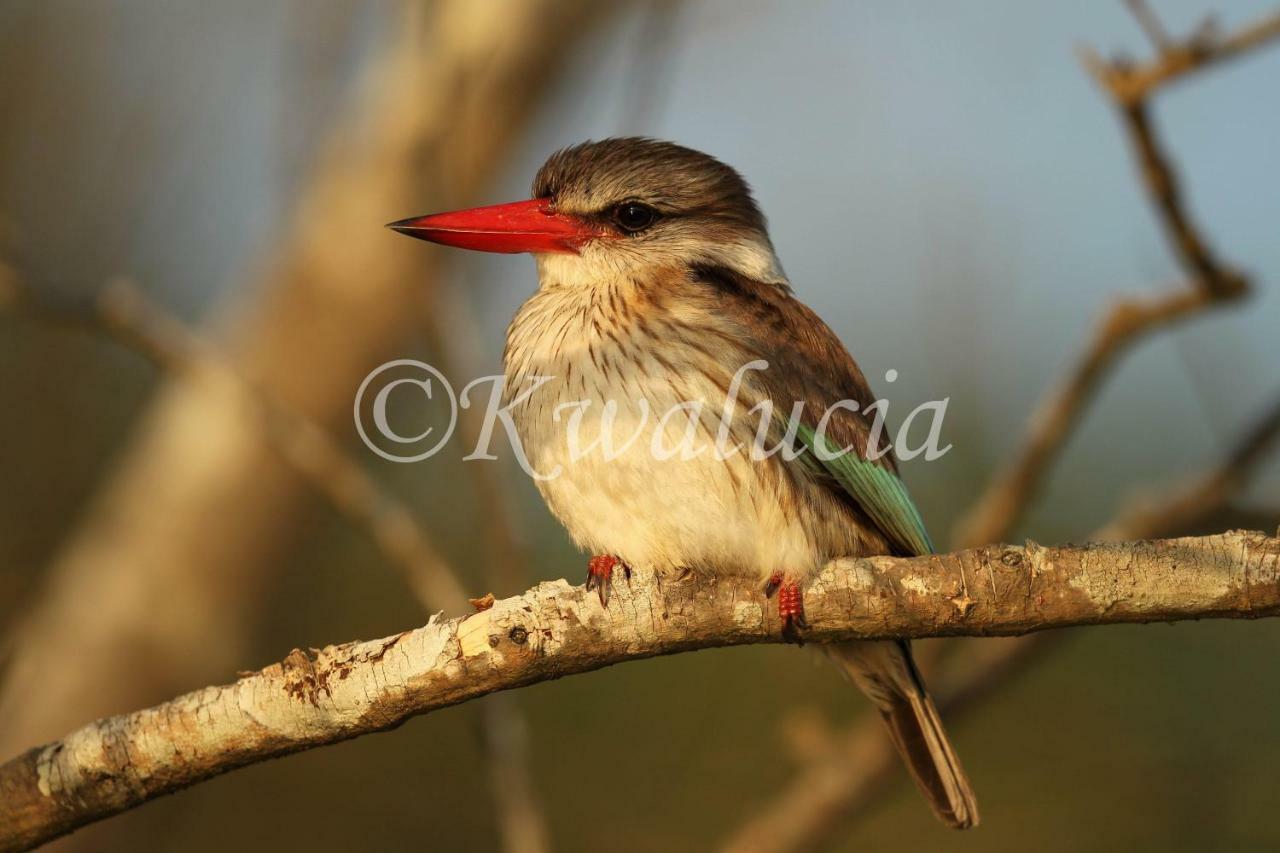 ホテル Kwalucia Private Safari Retreat Saint Lucia Estuary エクステリア 写真