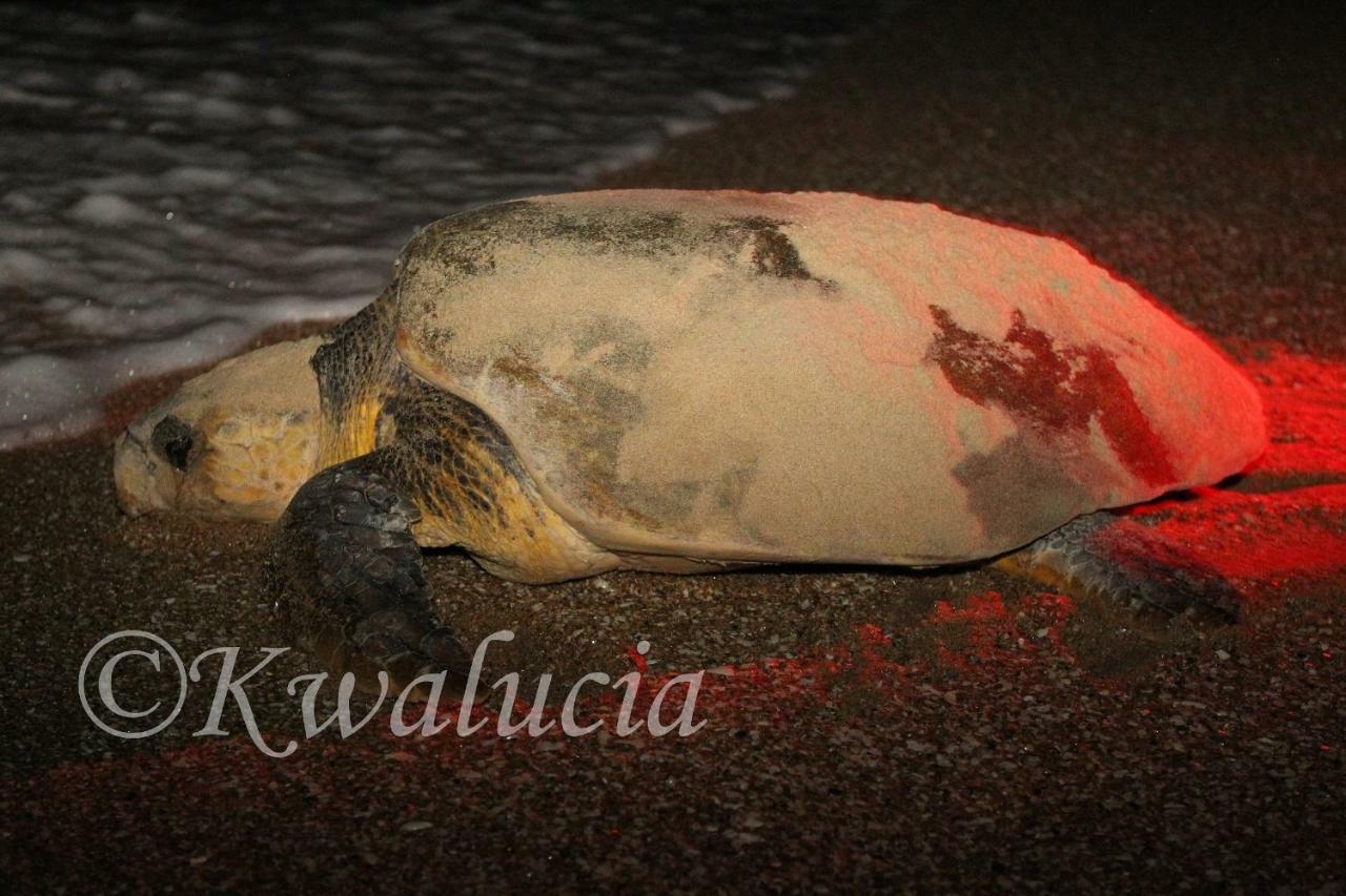 ホテル Kwalucia Private Safari Retreat Saint Lucia Estuary エクステリア 写真