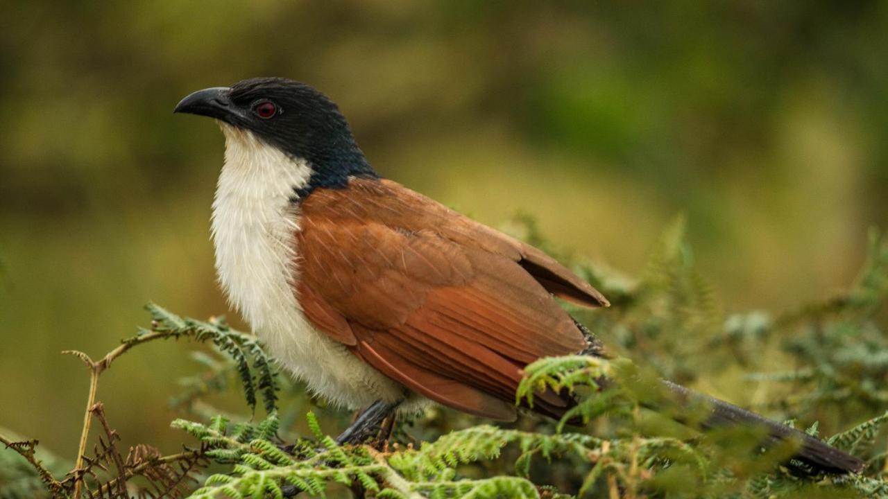 ホテル Kwalucia Private Safari Retreat Saint Lucia Estuary エクステリア 写真
